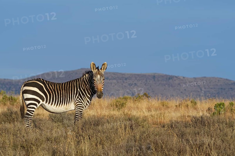 Cape mountain zebra