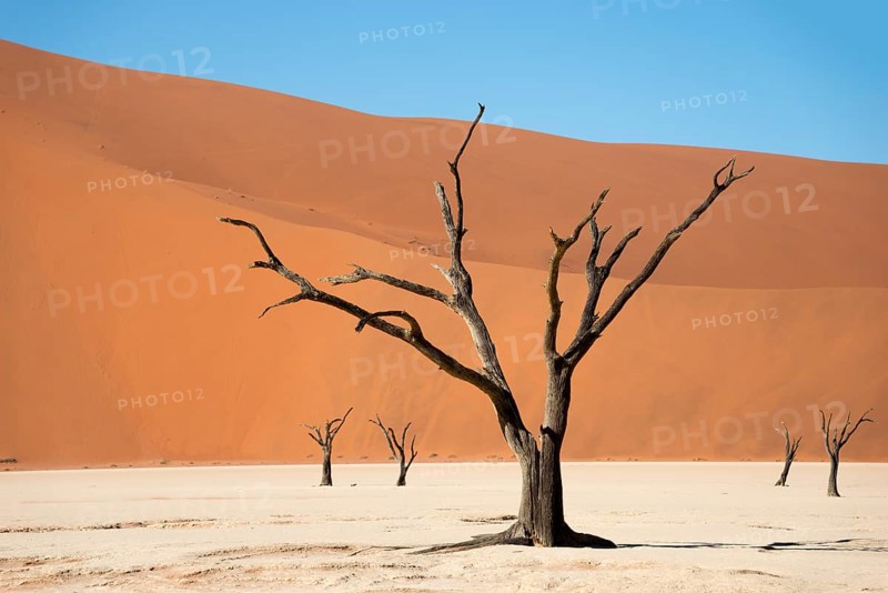 Dead camel or giraffe thorn