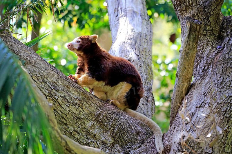 Matschie's tree-kangaroo
