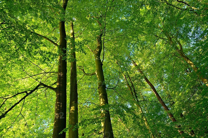 Untouched beech forest