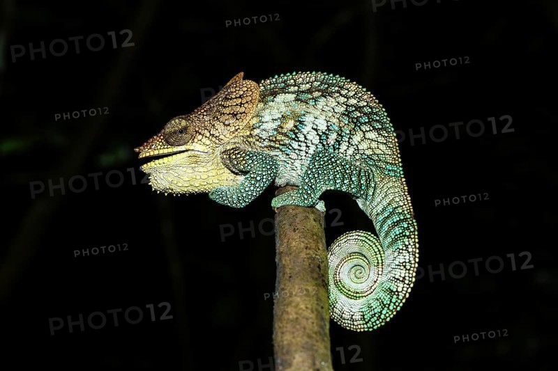 Amber Mountain chameleon