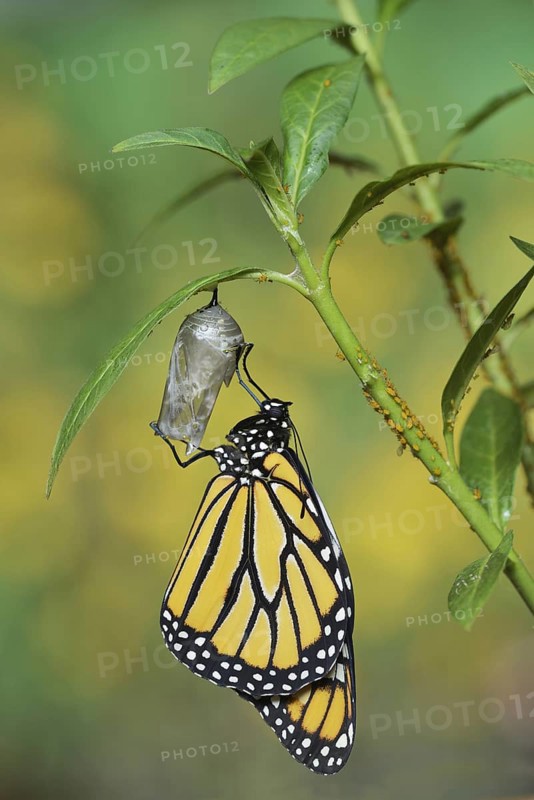 Monarch