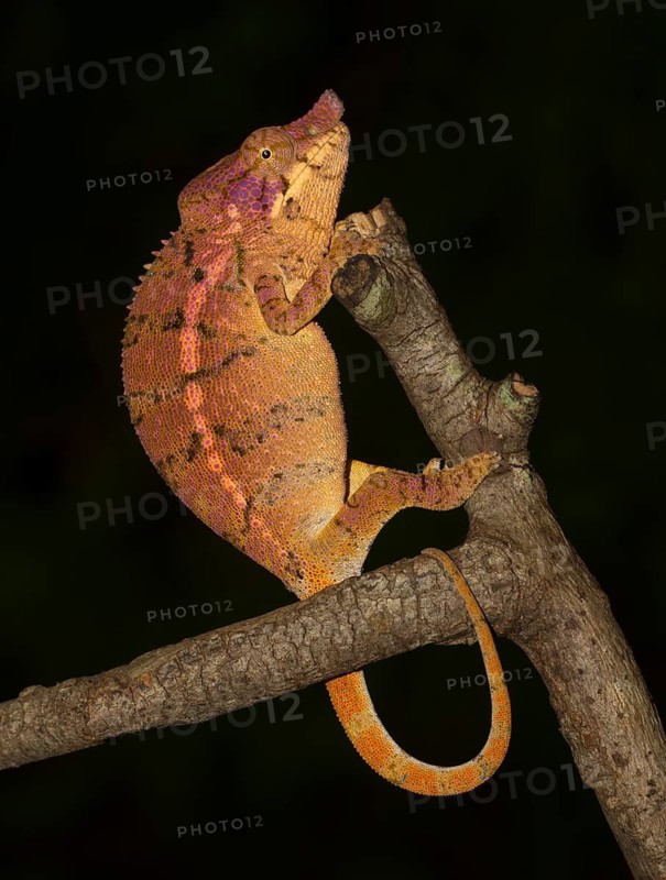Rhinoceros chameleon