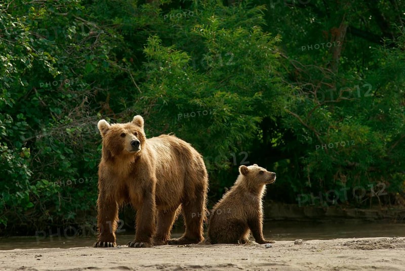Brown bear