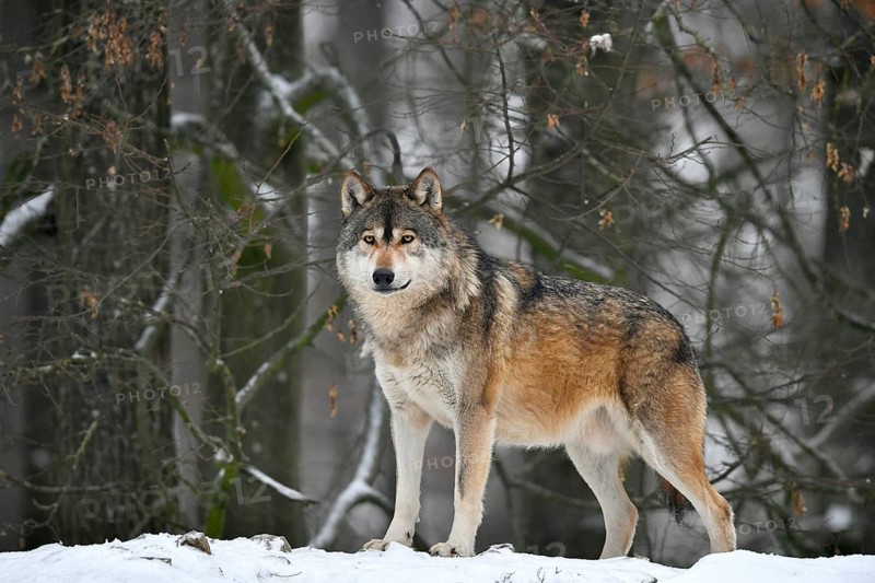 Eastern wolf