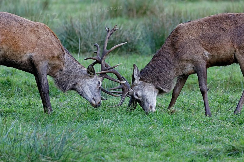 Red deer