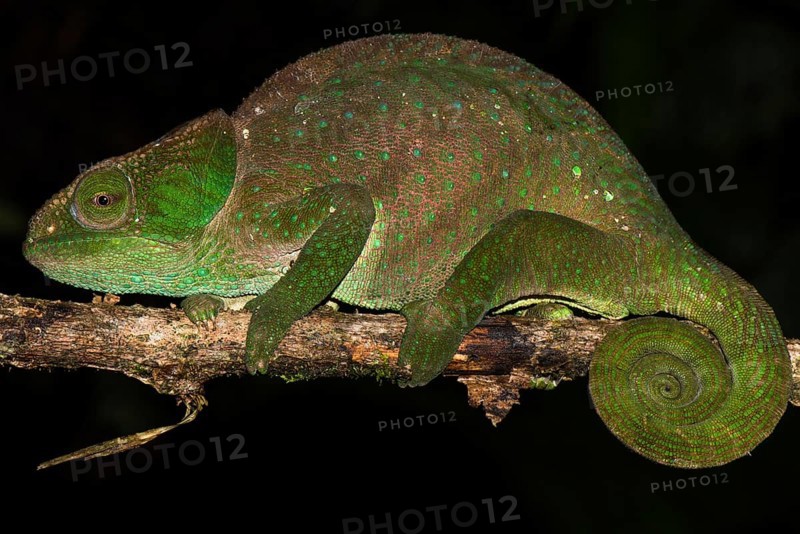 O' Shaughnessy's Chameleon