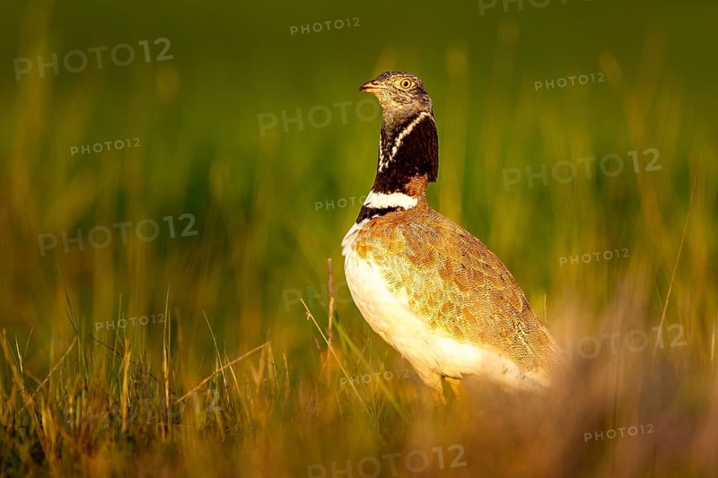 Little Bustard