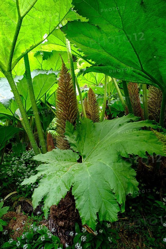 Leaves and flowers of Giant Rhubarb