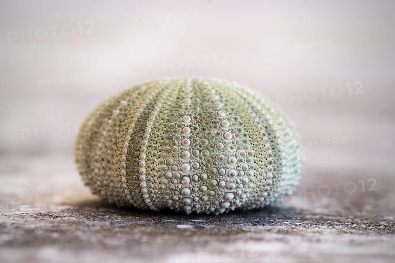 Sea urchin