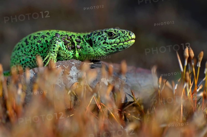 Male sand lizard