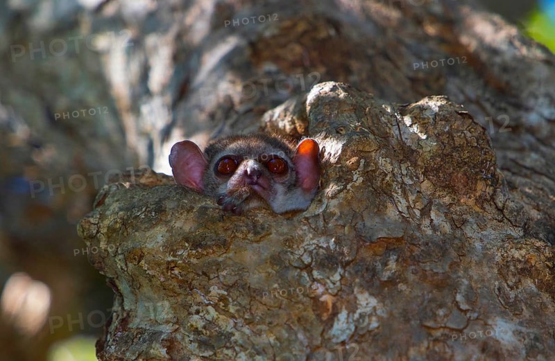 Milne-Edwards' sportive lemur