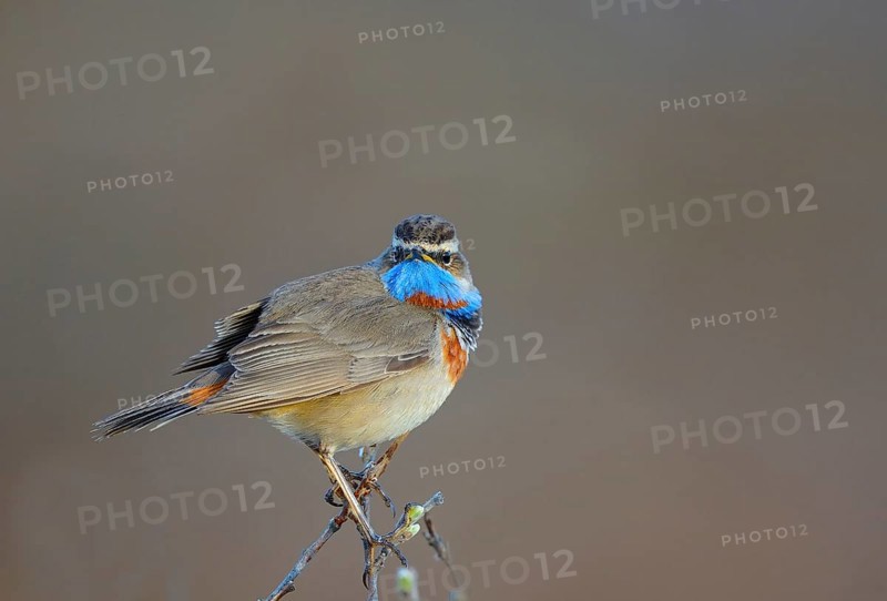 Red-spotted bluethroat