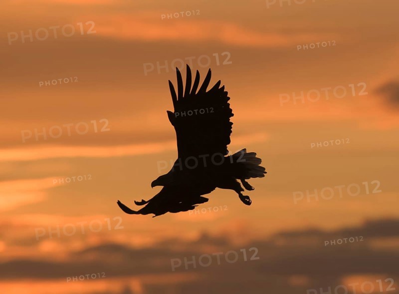 White-tailed eagle