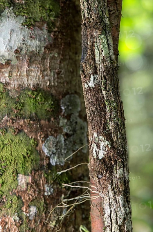 Thanks to coloration and skin fringes along of pine and body perfectly camouflaged leaftail gecko