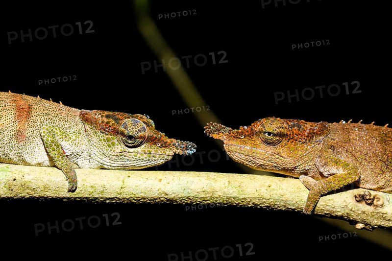 Chameleons