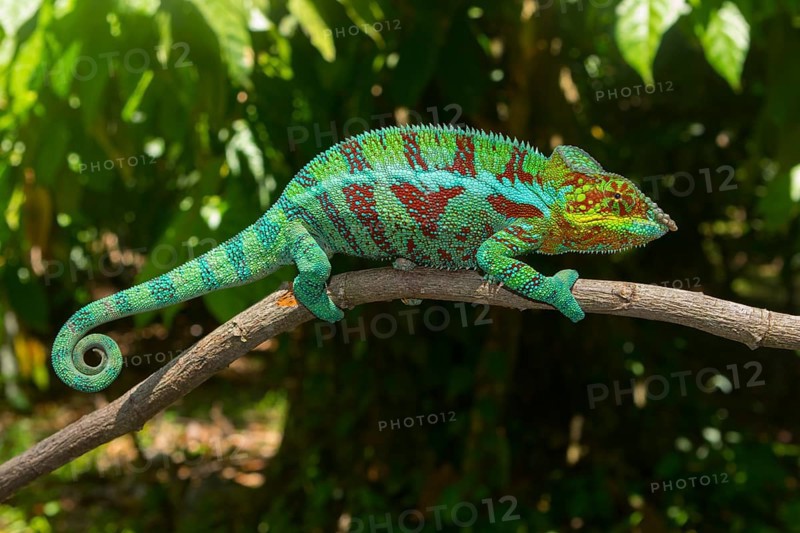 Panther chameleon