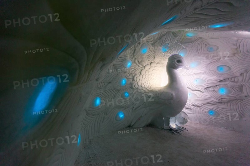 Peacock made of ice
