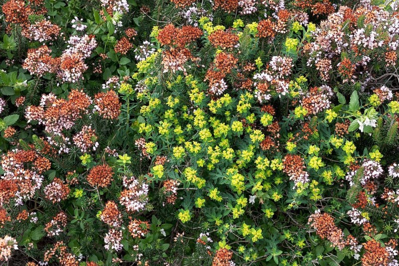 Heather vegetation with Mediterranean Heather