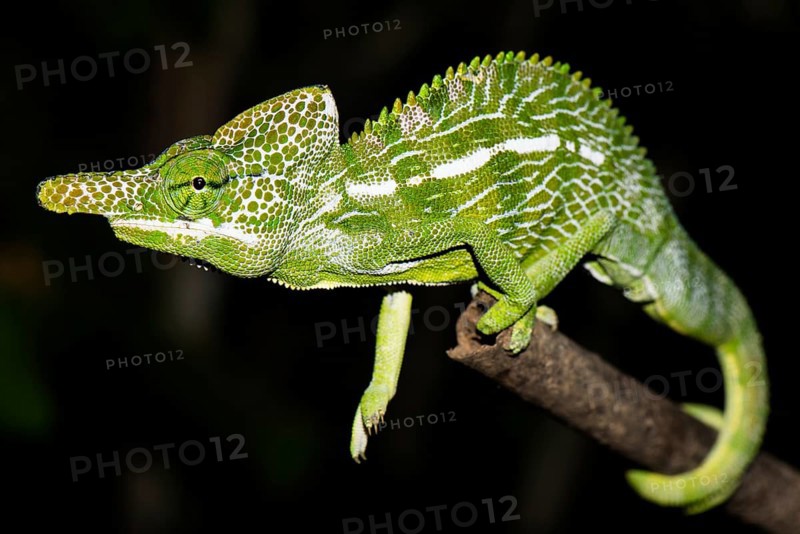 Labord's chameleon
