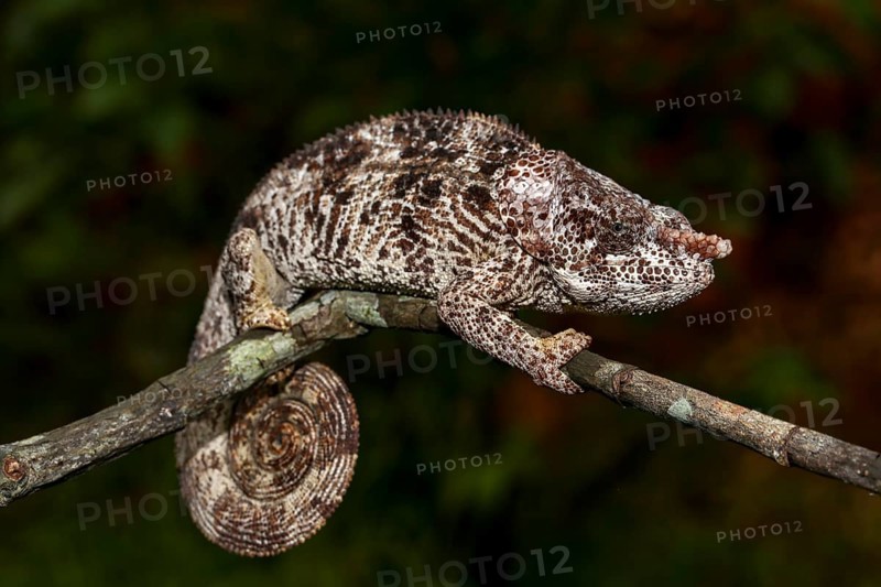 Male short-horned chameleon