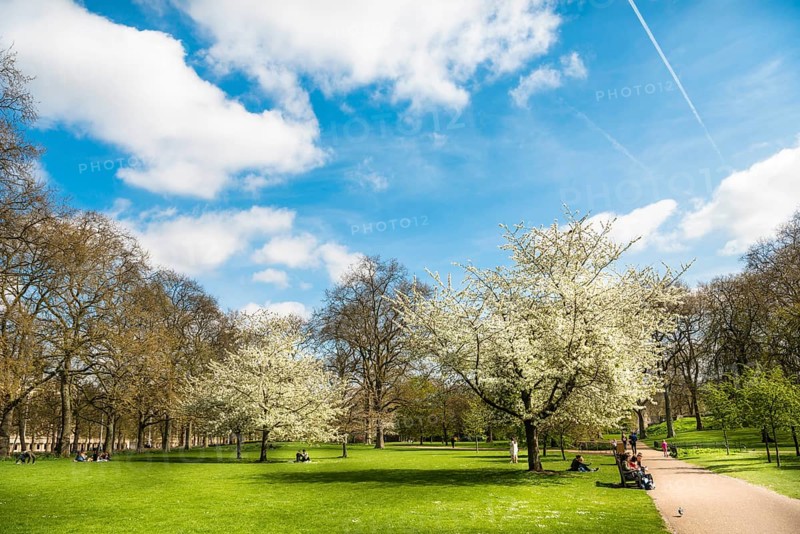 Flowering trees in spring