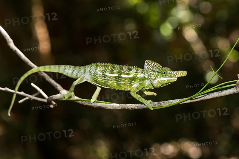 Labord's chameleon