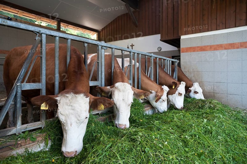 Dairy cows in an excercise pen eating grass
