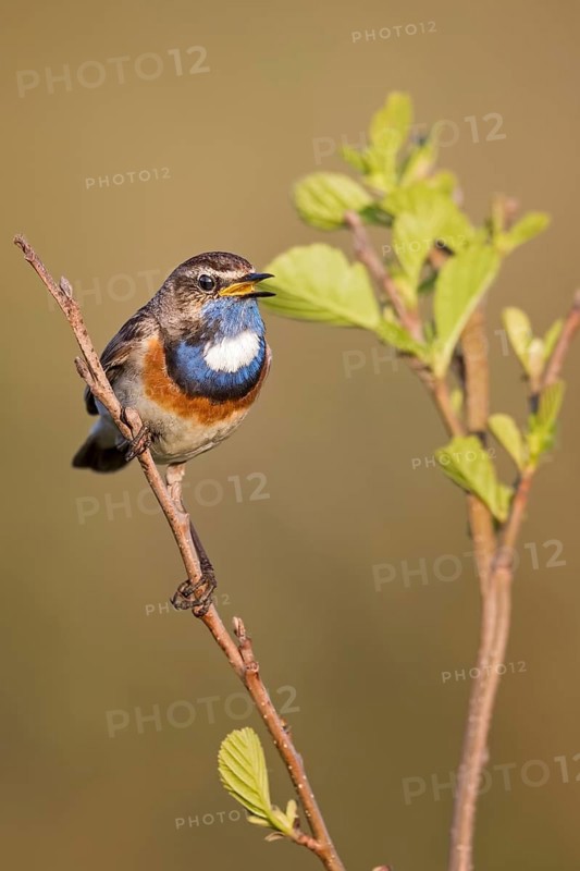 Bluethroat