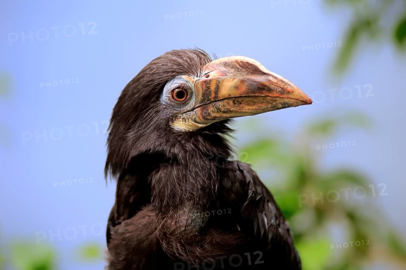 Visayan hornbill