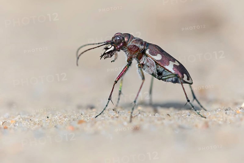 Northern dune tiger beetle