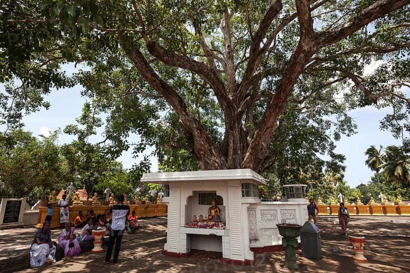 Locals sitting around sacred fig or bodhi