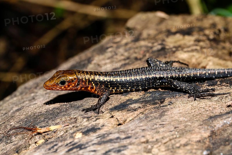 Western girdled lizard