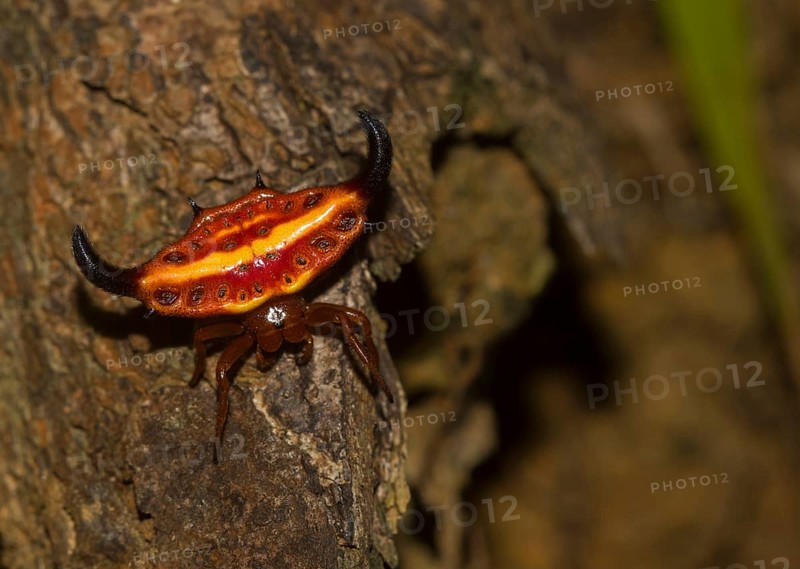Females stirrup shell