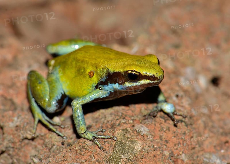 Green Mantella