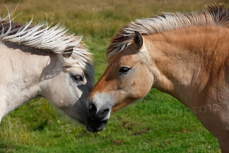 Norwegian Fjord ponies