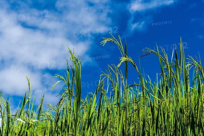 Rice panicles are growing high