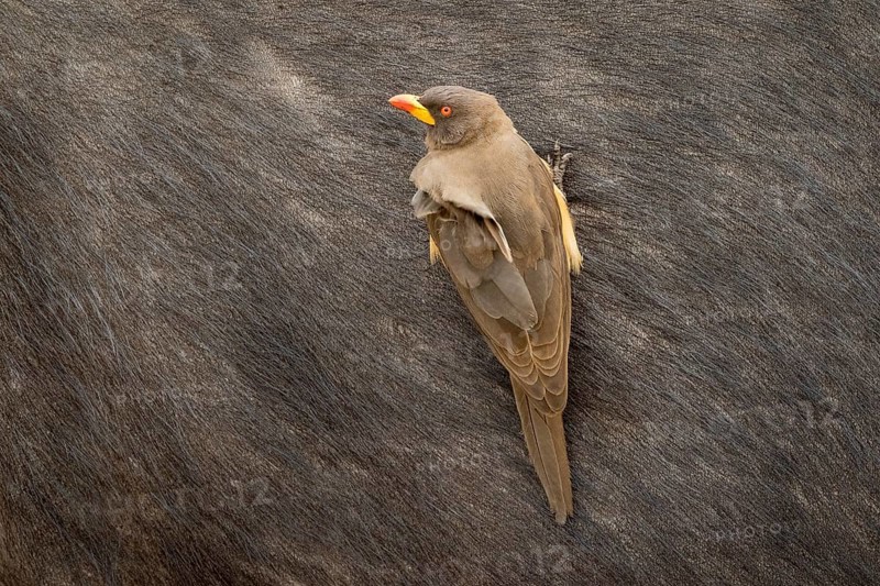 Yellow-billed oxpecker