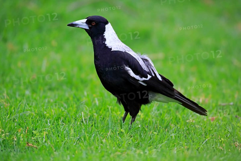 Australian magpie