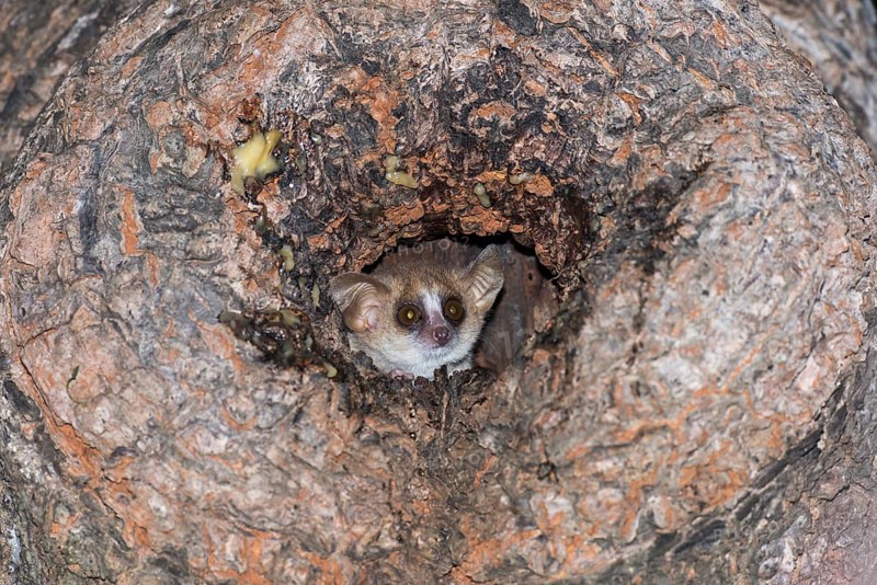 Gray mouse lemur