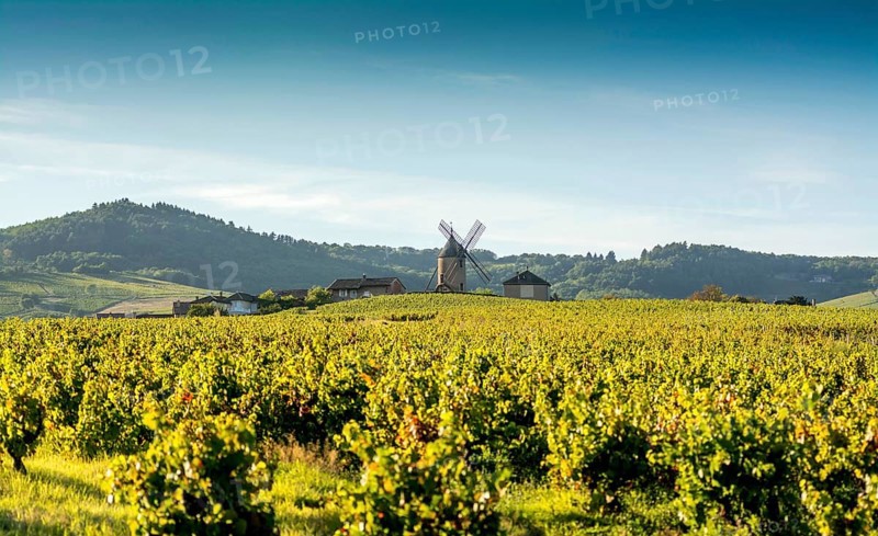 Vineyard