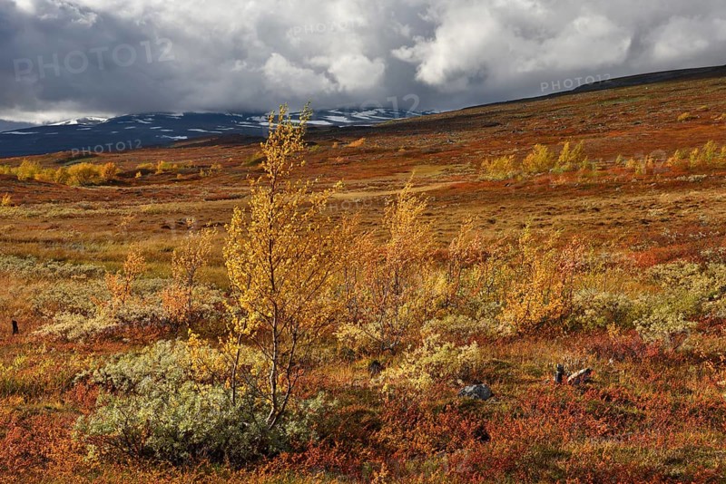 Colourful autumn landscape on the Saltfjellet