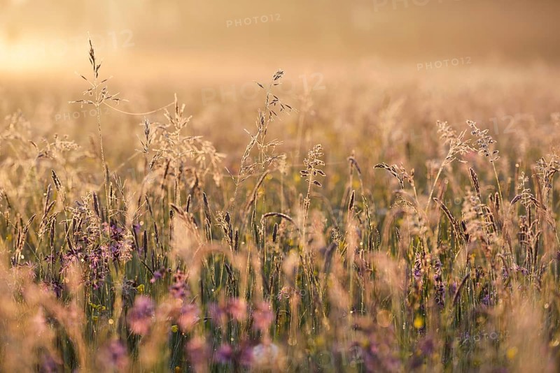 Meadow in the morning light