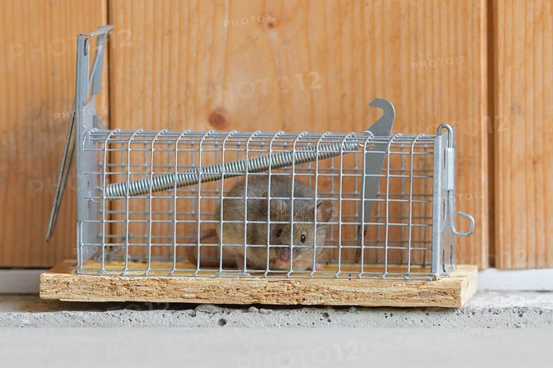 House mouse