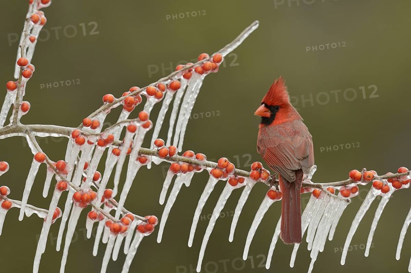 Northern cardinal