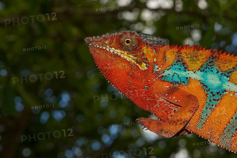 Panther chameleon