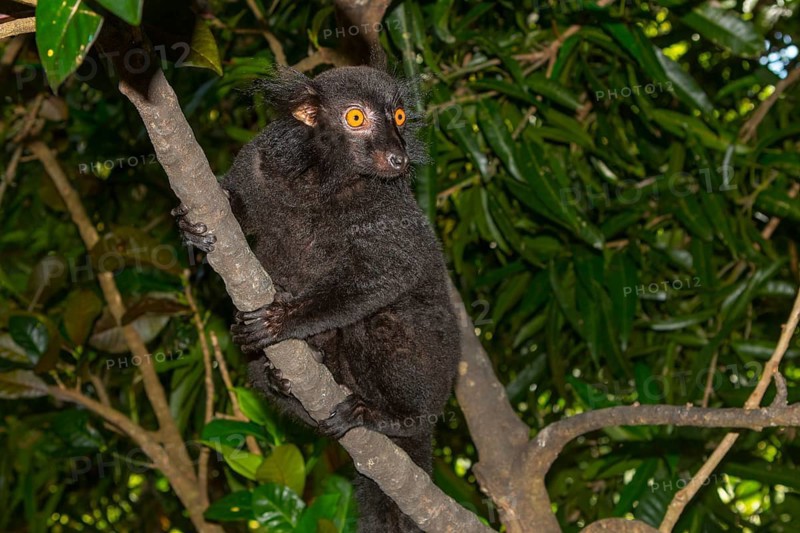 Black lemur