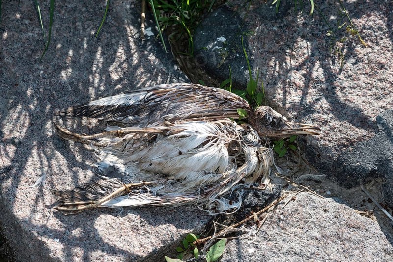 Dead seagull