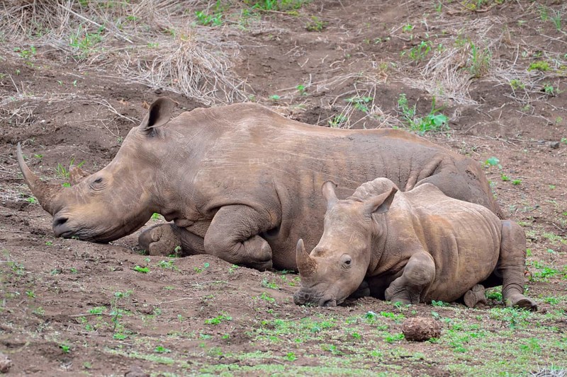 White rhinoceroses