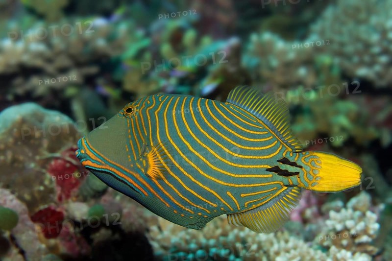 Orange-lined triggerfish